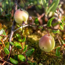 Load image into Gallery viewer, Cranberry and Açai Tea MoreTea Hong Kong