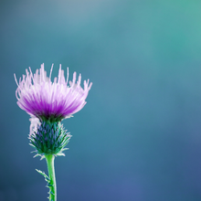 Load image into Gallery viewer, OT No More! Liver Protection Tea MoreTea Hong Kong