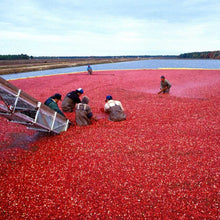 Load image into Gallery viewer, Cranberry and Açai Tea - MoreTea Hong Kong