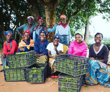 Load image into Gallery viewer, Malawi Hibiscus White Tea (Limited Ed.) - MoreTea Hong Kong