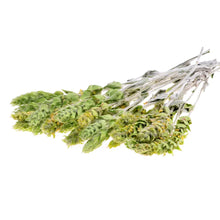 Load image into Gallery viewer, Greek Mountain Tea 希臘有機高山茶 (Sideritis Raeseri) - MoreTea Hong Kong