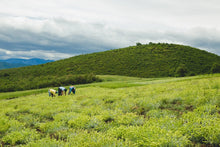 Load image into Gallery viewer, Greek Mountain Tea 希臘有機高山茶 (Sideritis Scardica) - MoreTea Hong Kong