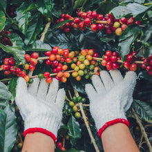 Load image into Gallery viewer, The Ultimate Whisky Experience - Scottish Whisky Tea and Scottish Whisky Coffee - MoreTea Hong Kong