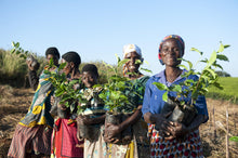 Load image into Gallery viewer, Malawi Verdant Earl Grey Tea - MoreTea Hong Kong
