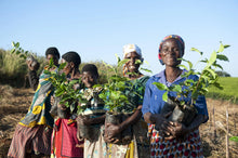 Load image into Gallery viewer, Malawi Verdant Earl Grey Tea - MoreTea Hong Kong
