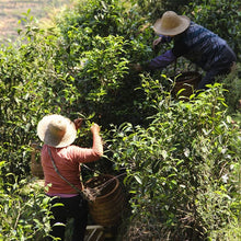 Load image into Gallery viewer, Phoenix Dancong (Honey Orchid Notes) - MoreTea Hong Kong