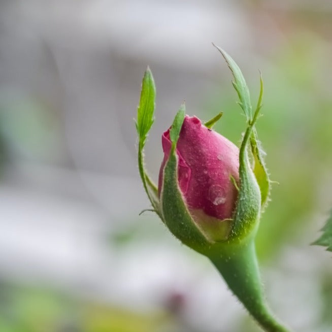 Organic Purple Rose Buds More Tea Hong Kong