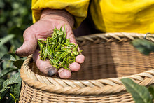 Load image into Gallery viewer, Pre-Qingming Long Jing More Tea Hong Kong
