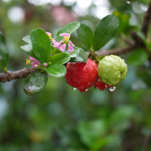 Acerola Cherry Tea - MoreTea Hong Kong