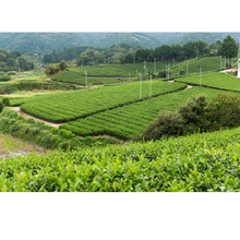 將圖片載入圖庫檢視器 Organic Japanese Sencha 有機鹿兒島市煎茶 - MoreTea Hong Kong

