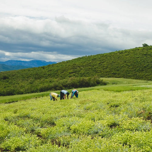 Greek Mountain Tea 希臘有機高山茶 (Sideritis Raeseri) - MoreTea Hong Kong